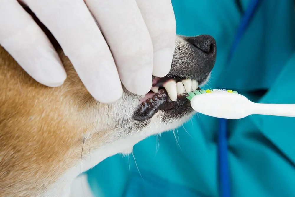 How to maintain the health and cleanliness of your dog's teeth