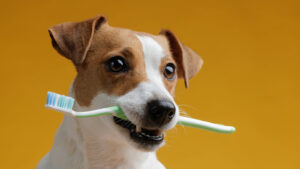 How to maintain the health and cleanliness of your dog's teeth