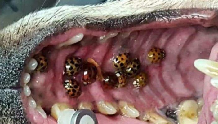 Asian Bugs in Dogs' Mouths