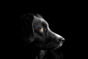 Mastering Pack Leadership: Establishing and Maintaining a Strong Bond with Your Dog