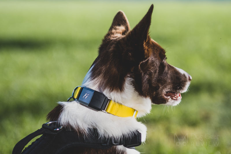 The Ultimate Guide to Dog Fitness Trackers: Improving Health and Bonding with Your Canine Companion