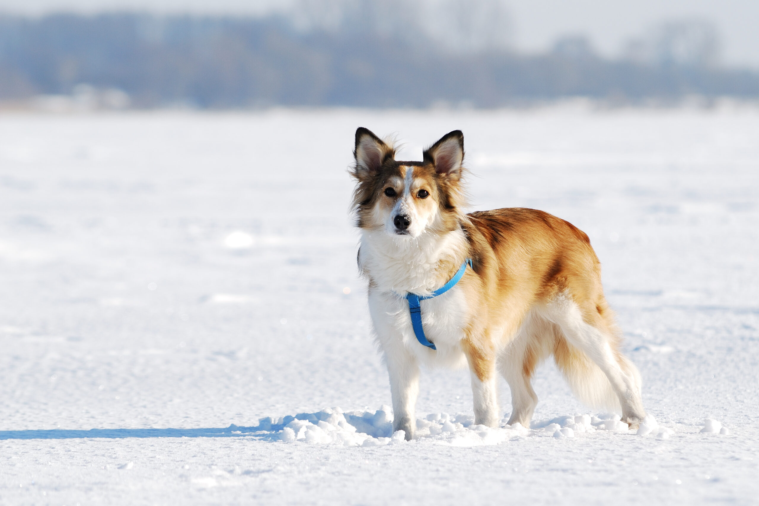 Winter Woofs: Fun and Fitness Tips to Keep Your Dog Active and Healthy