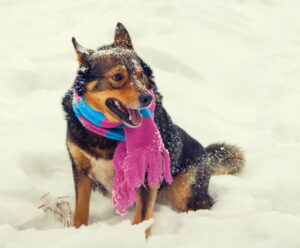 Winter Woofs: Fun and Fitness Tips to Keep Your Dog Active and Healthy