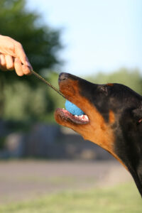 Unleash the Fun: Beyond Fetch with Innovative Games to Keep Your Dog Mentally Stimulated