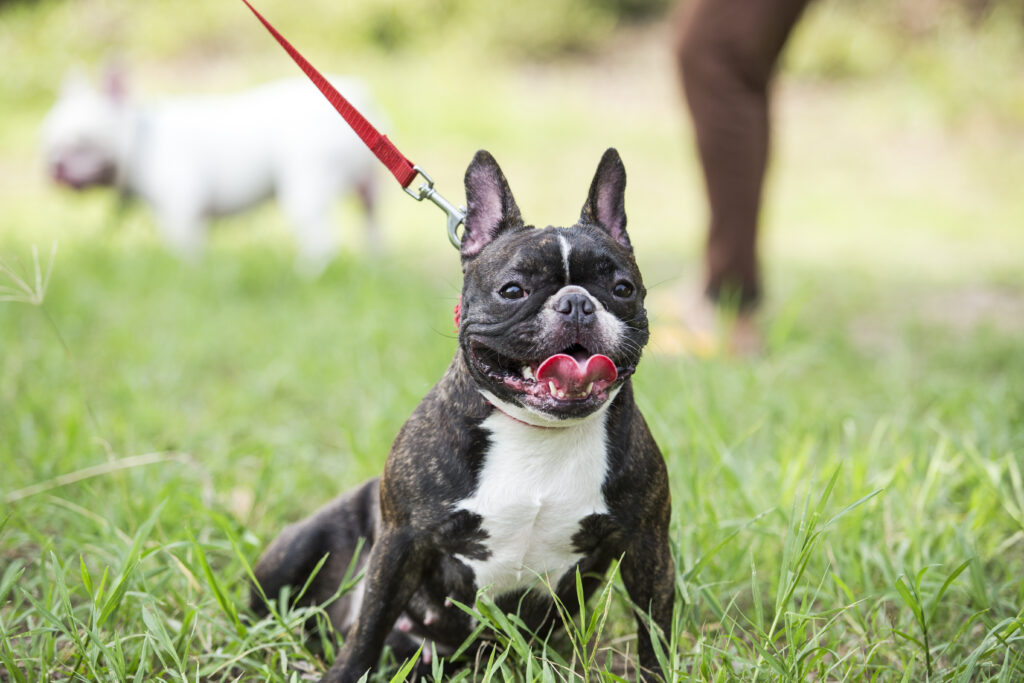 The Ultimate Guide to Canine Fitness: Keeping Your Dog Healthy and Active