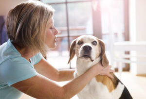 Doggie Daycares vs. Pet Hotels: Choosing the Best Stay for Your Pup