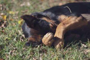 Calming Dog Anxiety During Fireworks in Las Vegas
