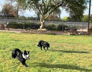 Dog-Friendly Parks in Las Vegas