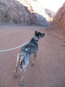 dog hiking around lake meade, nevada