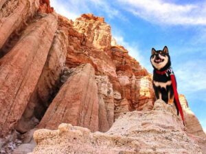 Dog Hiking Trails in Las Vegas include this one in Red Rock Canyon