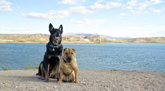 Dog Hiking Trails Las Vegas