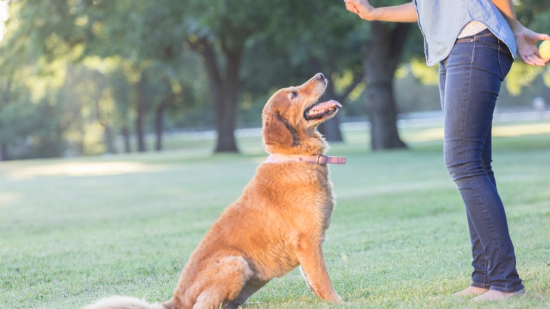 Off Leash K9 Training in Las Vegas – off-leash obedience success