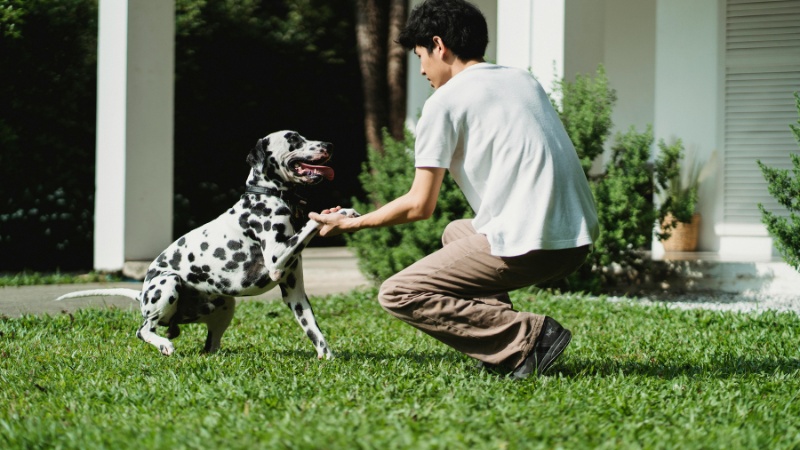 Dalmatian shaking hands