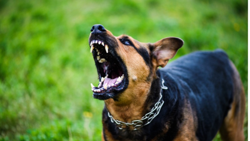 reactive dog training