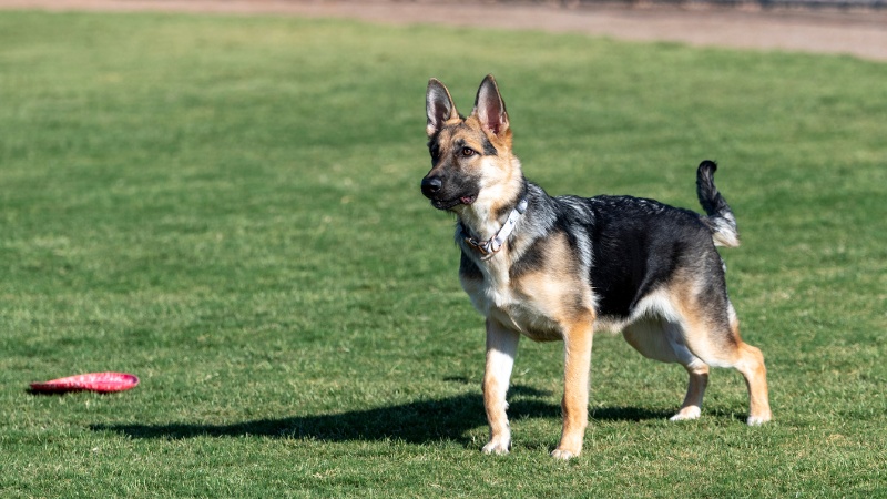 Owner practicing puppy socialization at home with toys and handling exercises