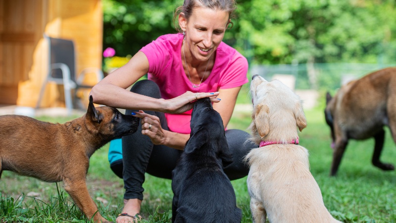 group of puppies practicing
