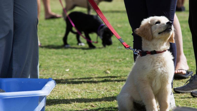 white puppy obedience training