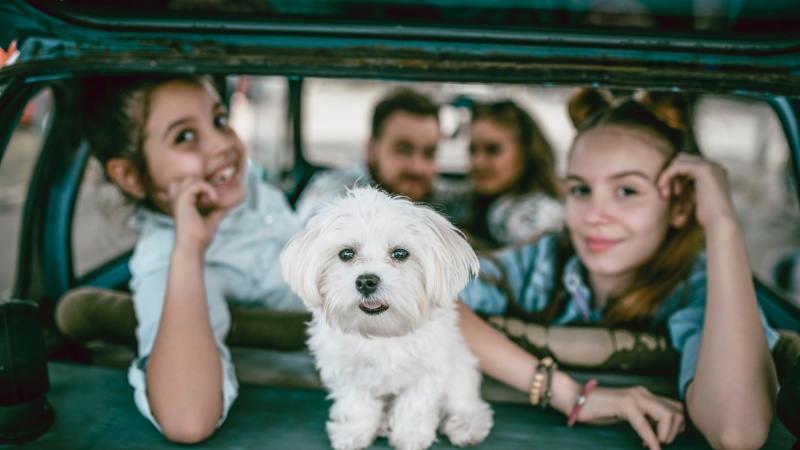 white puppy riding in the car