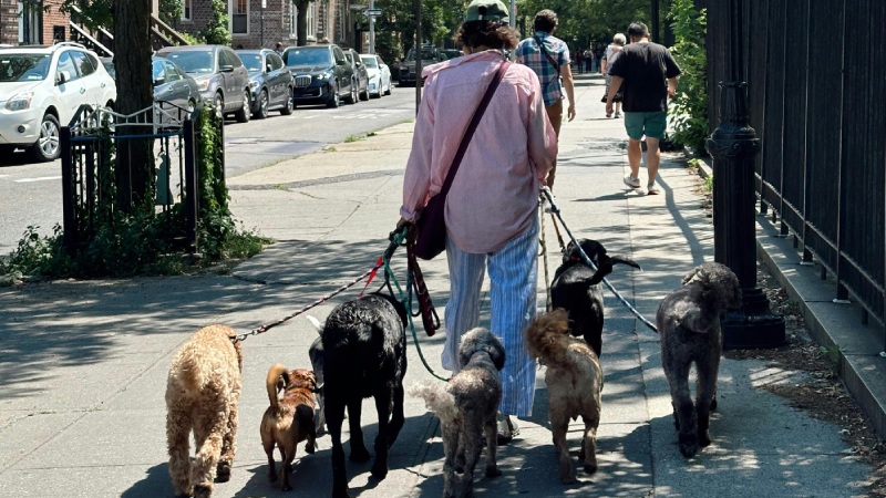 Best dog trainers Las Vegas helping with leash manners in busy areas
