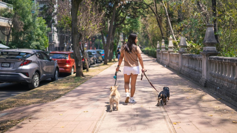 Best dog trainers Las Vegas helping with leash manners in the street