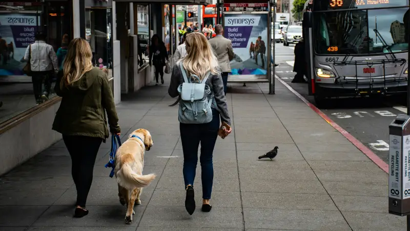 Dog training Las Vegas Strip – walking calmly in crowds