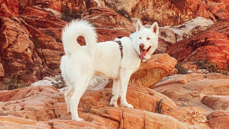 white dog standing in red rock canyon