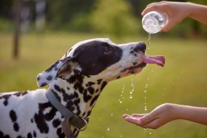 Dog-heat-safety-Las-Vegas