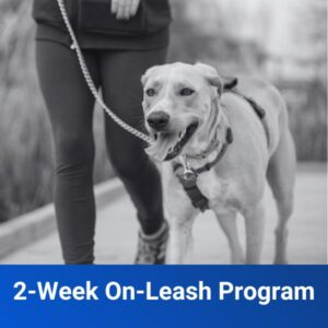 2-Week On-Leash Program