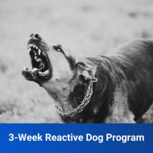 3-Week Reactive Dog Program