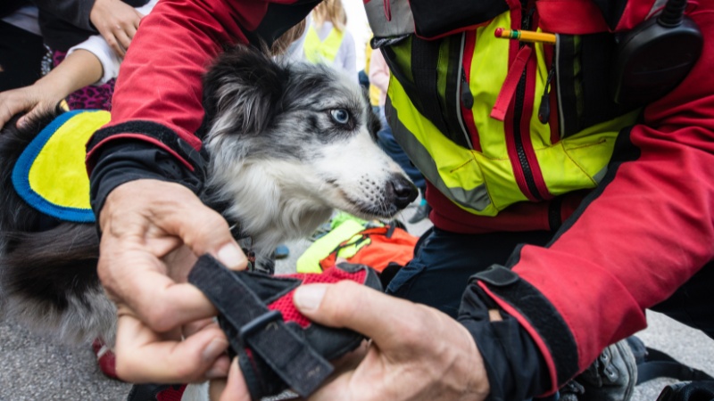 Benefits of Rescue Dog Training