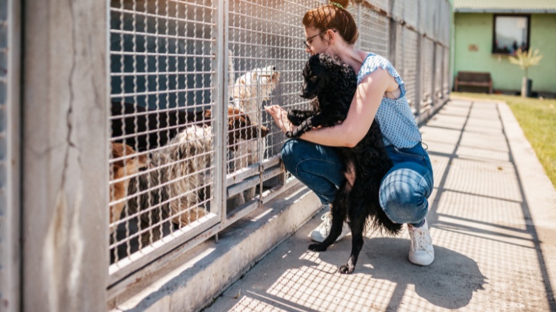 Las Vegas shelter dog learning basic obedience commands with new owner