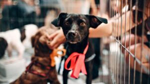 Rescue dog training in Las Vegas—obedience session with trainer and adopted pup