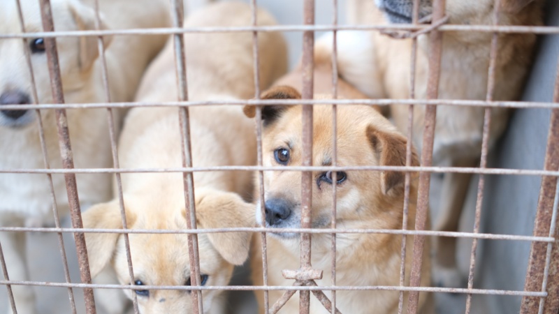 Rescued group of Dogs