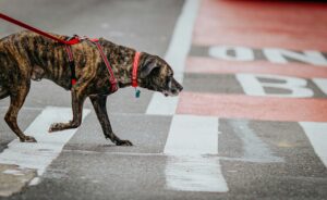 Dog safety Las Vegas – owner walking dog safely on leash near busy city road