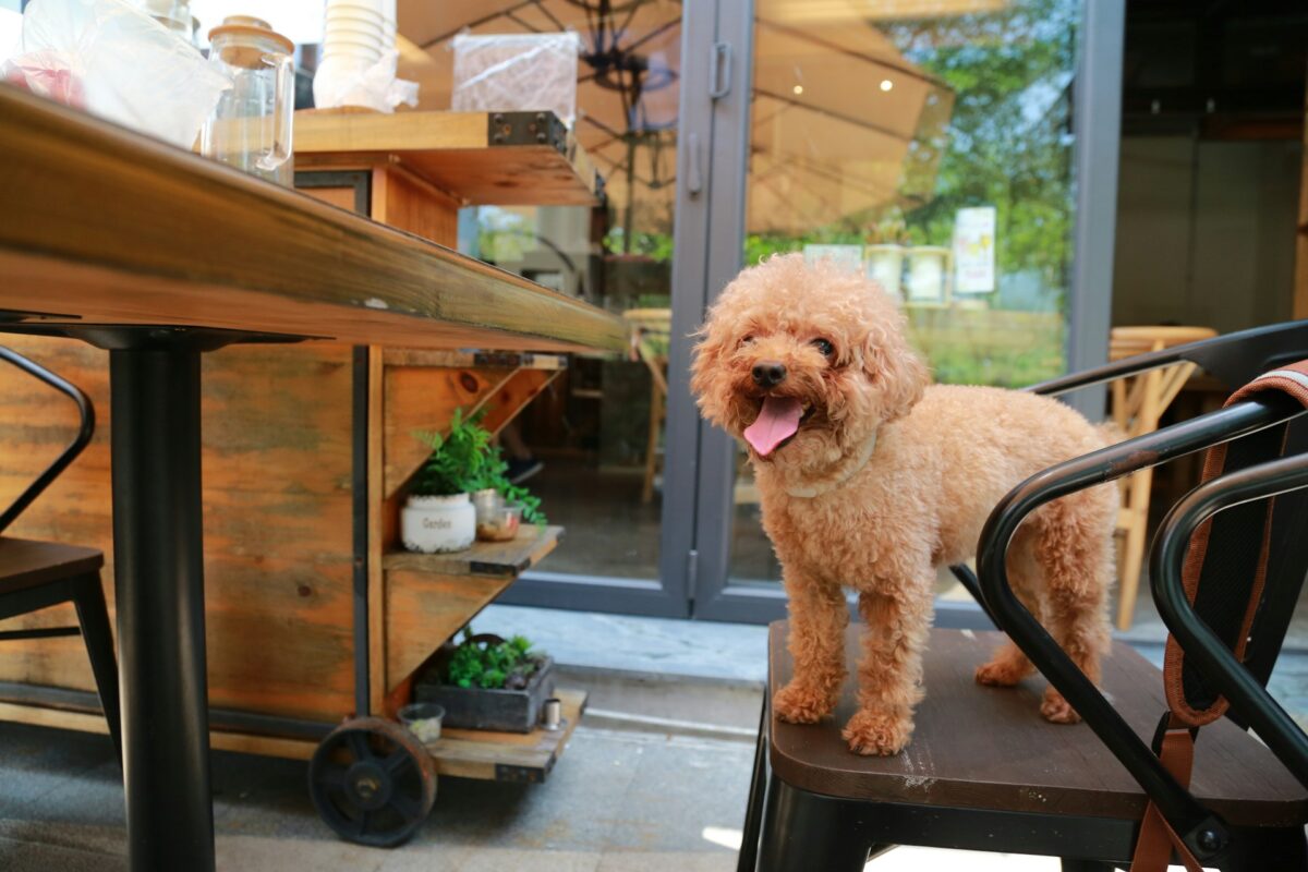 Dog relaxing at a restaurant patio in dog-friendly downtown Las Vegas